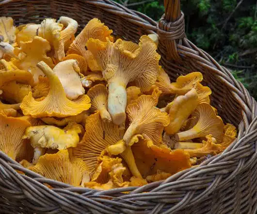 Panier en osier rempli de girolles fraîches, champignons jaunes utilisés en cuisine